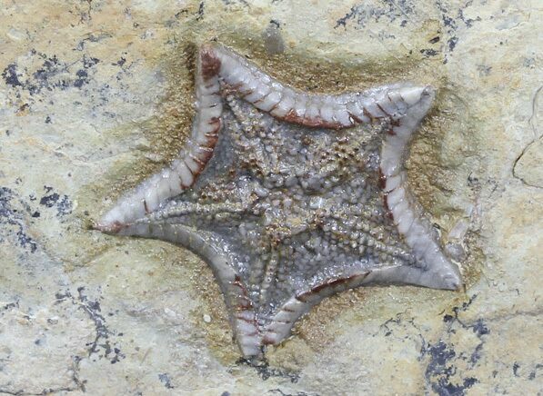 Rare, Cretaceous Starfish (Marocaster) - Morocco #54314